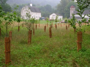 BioBark Tree Shelters in Maryland by EcoDepot