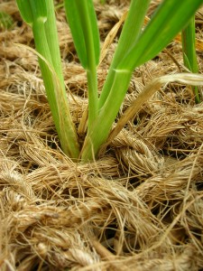 coir matting for sale