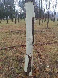 plastic tree shelter